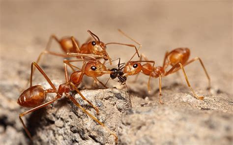 what eats fire ants in texas